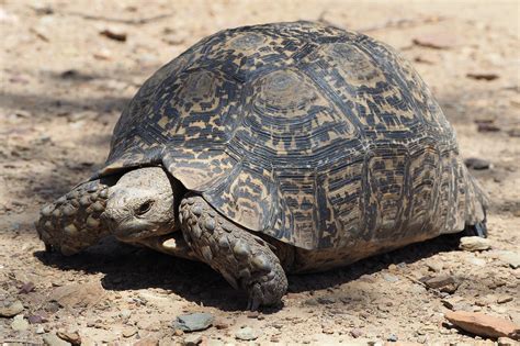  The Vomiting Tortoise - A South African Tale That Will Have You Scratching Your Head!