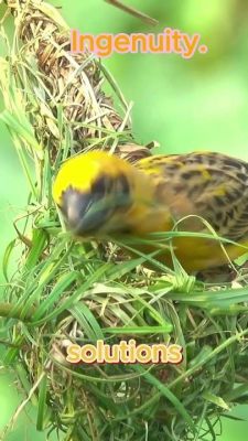  The Weaver Bird :  A Tale of Ingenuity and Unexpected Triumph!