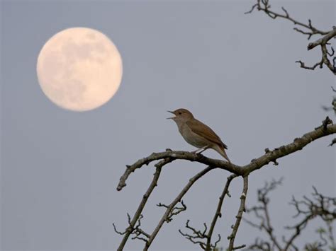  The Nightingale -  A Tiny Bird With a Voice That Speaks Volumes!