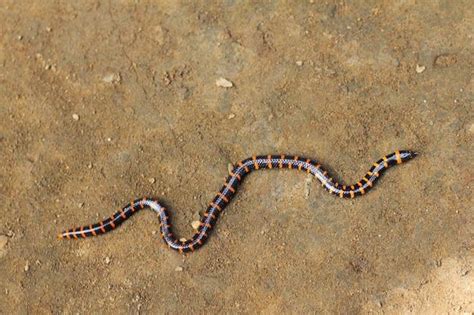  The Untamed Serpent: Exploring the Mysteries and Moral Dilemmas of Javanese Folklore