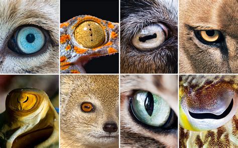  Pourquoi Les Animaux Ont-Ils Des Yeux ? - การผจญภัยอันแสนวิเศษของสัตว์ที่ไม่เหมือนใคร!